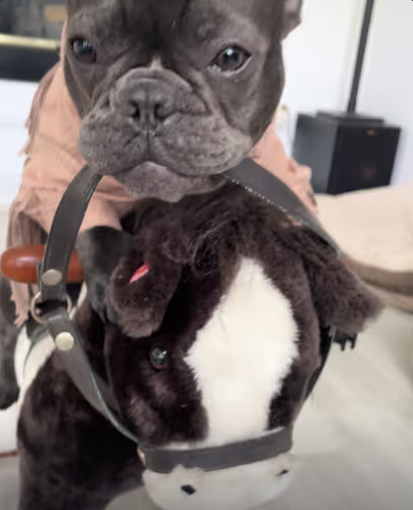 Frenchie Rodeo Fun !